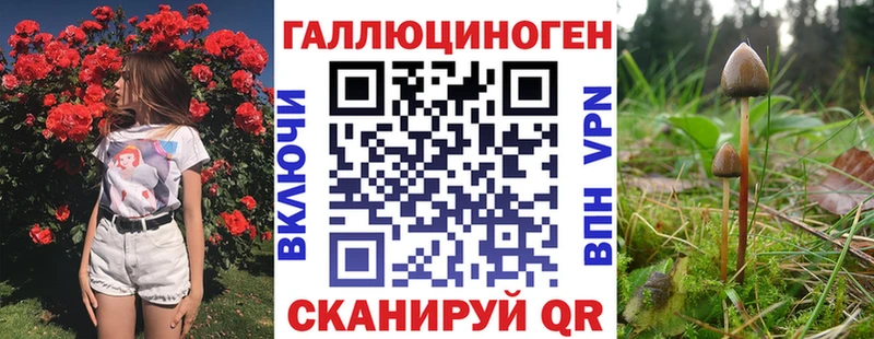 KRAKEN зеркало  Вилюйск  Псилоцибиновые грибы Psilocybine cubensis 